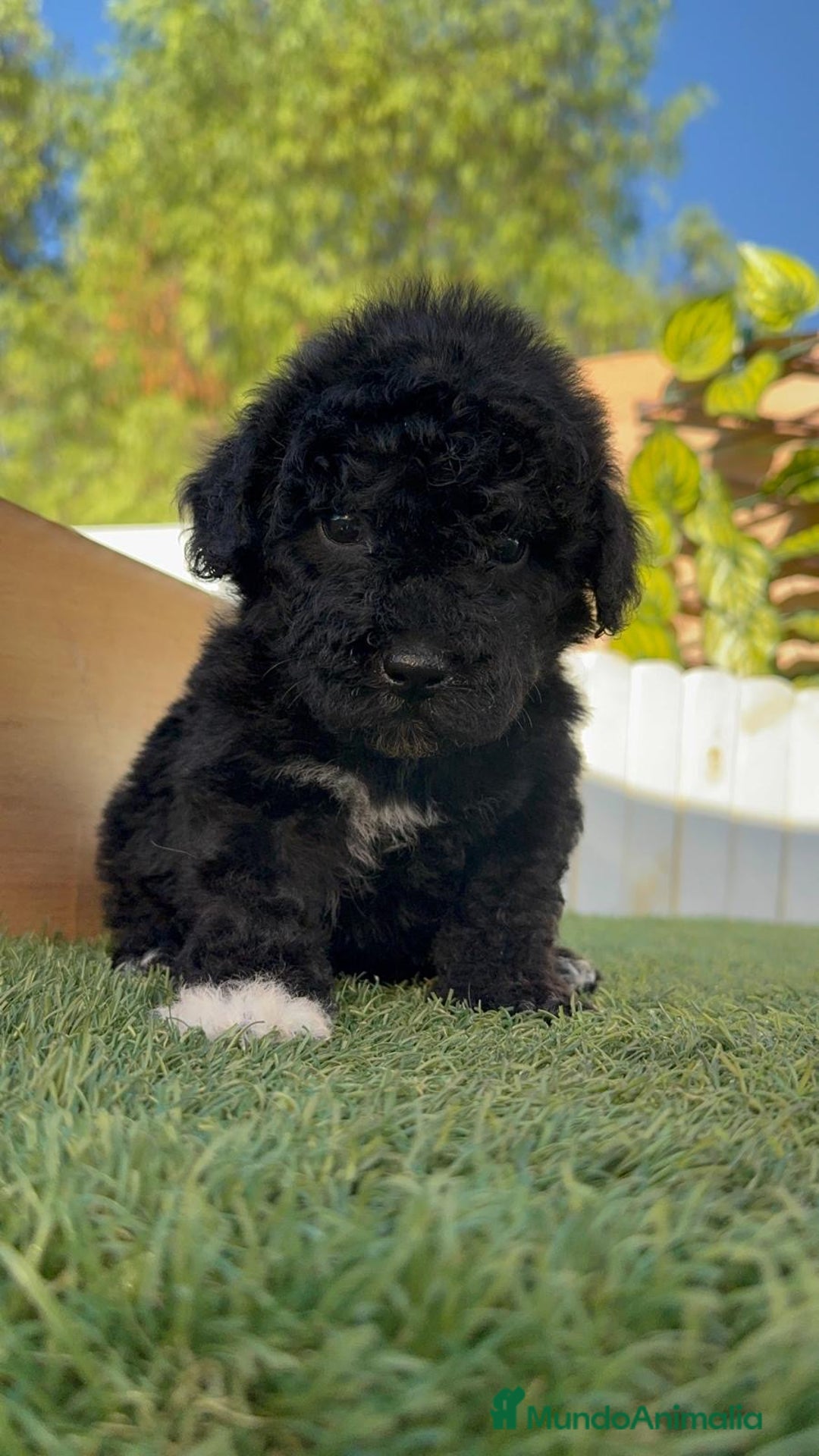 Perro de Agua Español perros en venta: PERRO DE AGUA HEMBRA - Imagen 17