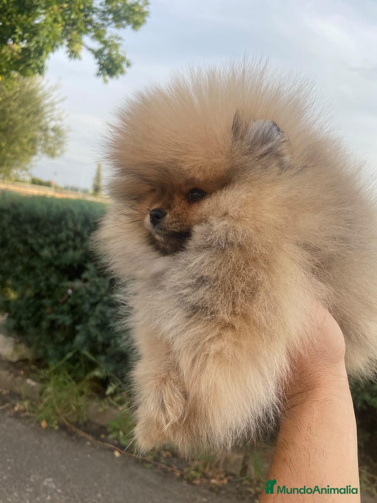 Pomerania perros Lulu de Pomerania  - Anuncio 1