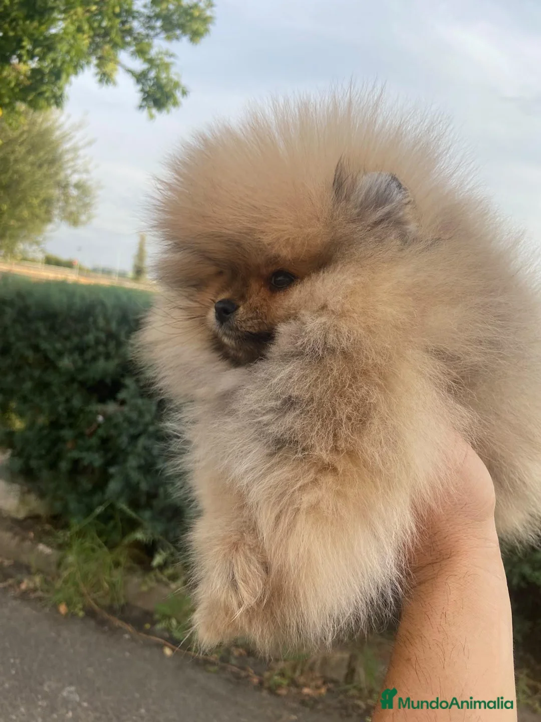 Pomerania perros en venta: Lulu de Pomerania  - Anuncio 1