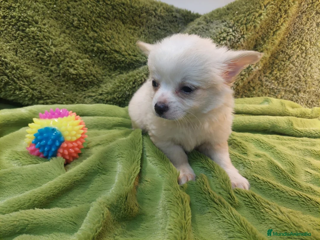 Chihuahua perros en venta: CHIHUAHUA MACHO PELO LARGO EXCLUSIVO  - Anuncio 2