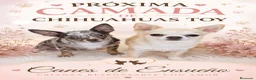 Chihuahua perros en venta: Próxima camada de chihuahua toy  - Anuncio 1