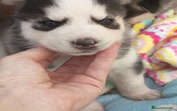 Husky Siberiano perros en venta: Husky siberiano  - Imagen 10