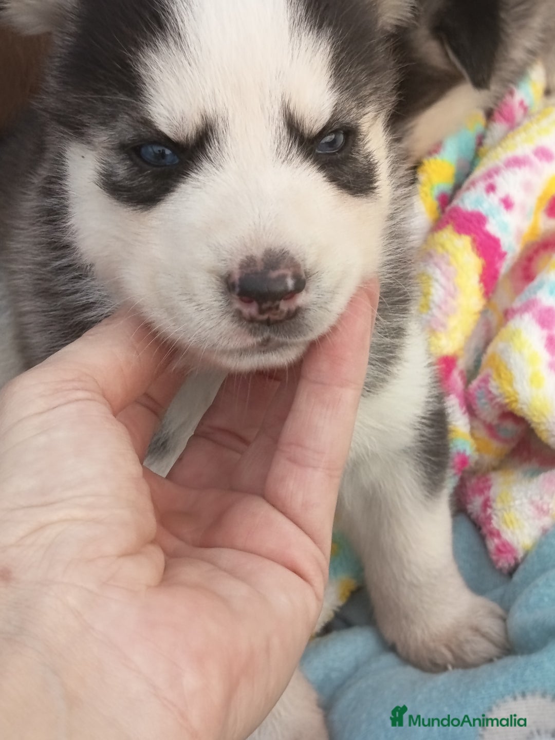Husky Siberiano perros en venta: Husky siberiano  - Imagen 10
