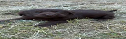 Pastor Belga Malinois perros en venta: Labrador retriever   - Anuncio 5