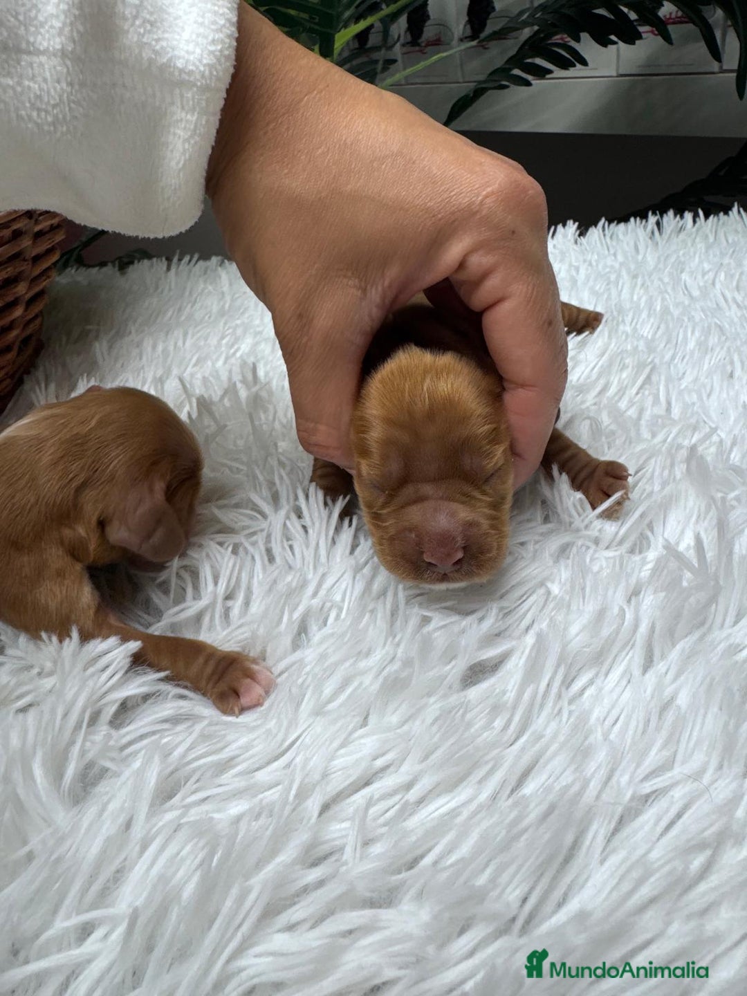 Cocker Spaniel Inglés perros en venta: COCKER SPANIEL INGLES - Anuncio 14
