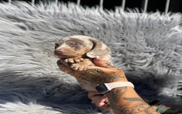 Teckel Miniatura perros en venta: Teckel miniatura  - Imagen 3