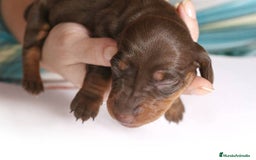 Teckel Miniatura perros en venta: TECKEL MALAGA  - Imagen 1