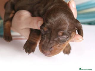 Teckel Miniatura perros TECKEL MALAGA - Anuncio 20