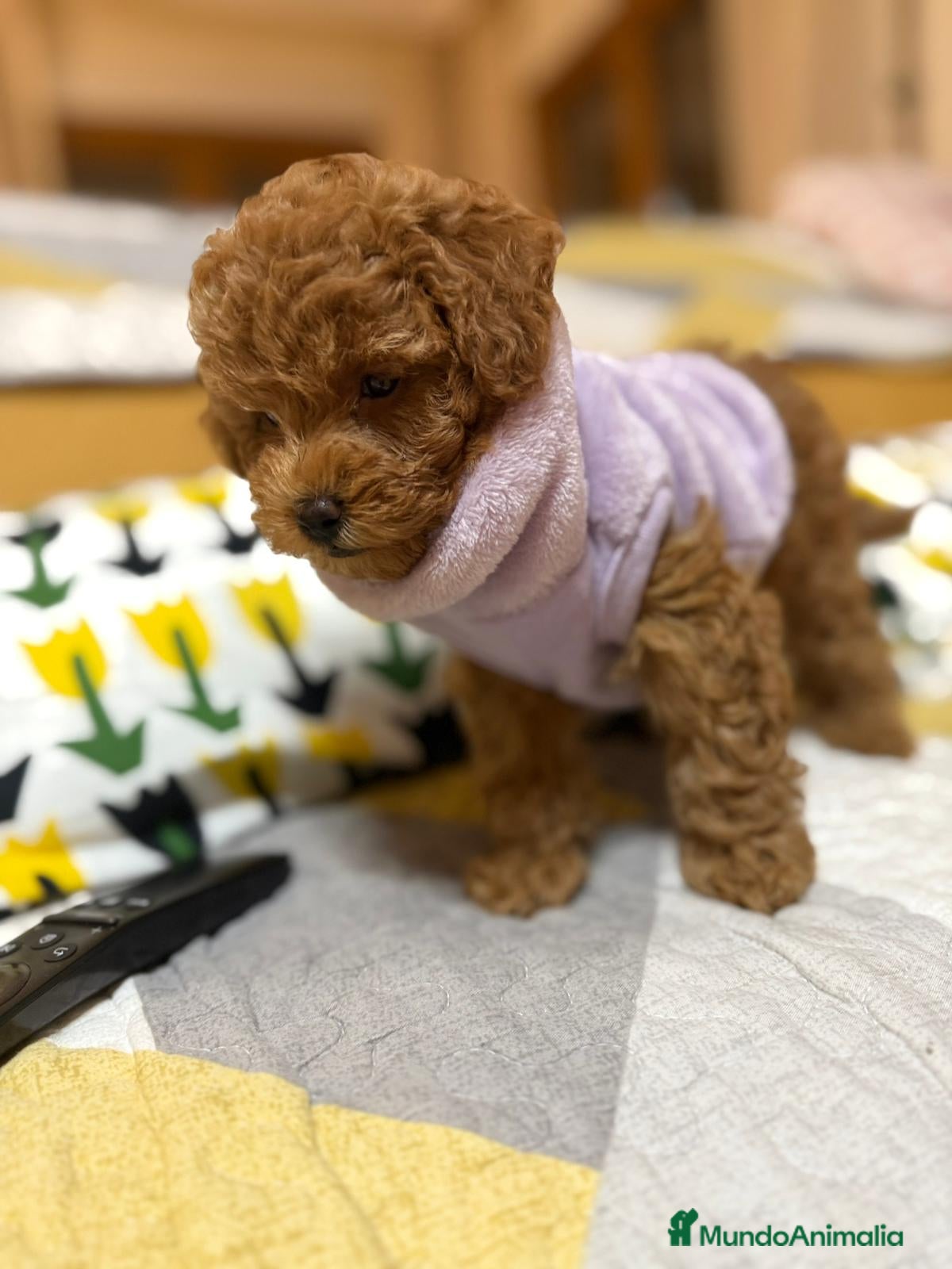 Caniche Toy perros CANICHES TOYS GRAN CALIDAD  en Murcia - Anuncio 21