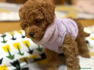 Caniche Toy perros CANICHES TOYS GRAN CALIDAD en Murcia - Anuncio 16