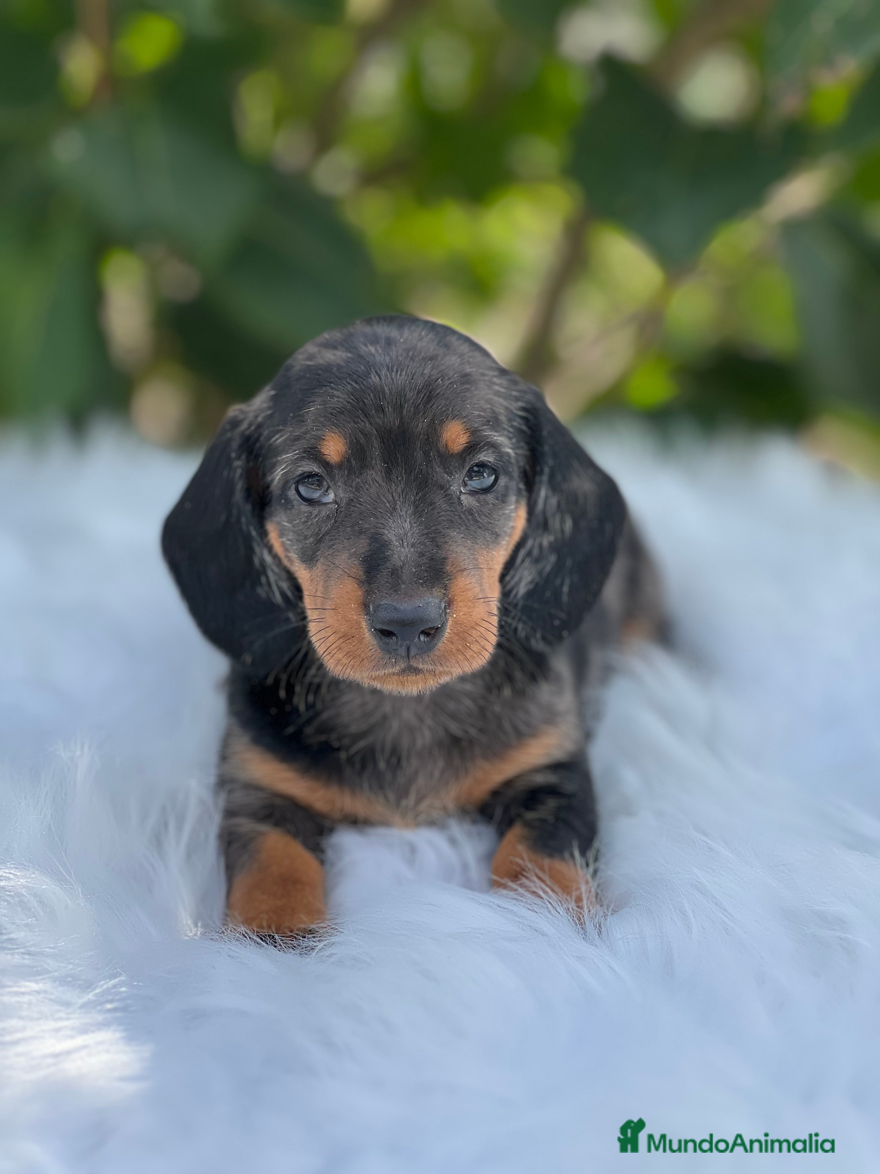 Teckel Miniatura perros Tecker arlequín  - Anuncio 9