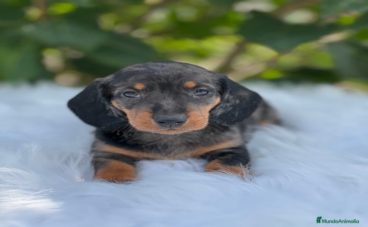 Teckel Miniatura perros - Anuncio 10