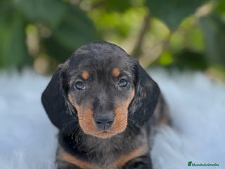 Teckel Miniatura perros - Anuncio 3
