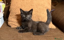 Británico de Pelo Corto gatos en venta: Gatcot.com - Imagen 1
