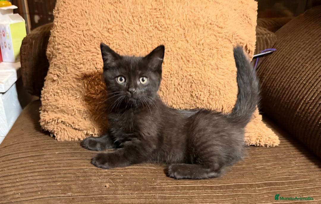 Británico de Pelo Corto gatos en venta: Gatcot.com - Imagen 1