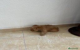 Yorkshire Terrier perros en venta: YORSHIRE - Imagen 9