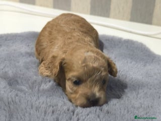 Maltipoo perros Maltipoo - Anuncio 30