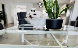 Bichón Maltés perros en venta: Bichon maltes macho tamaño pequeño - Imagen 6
