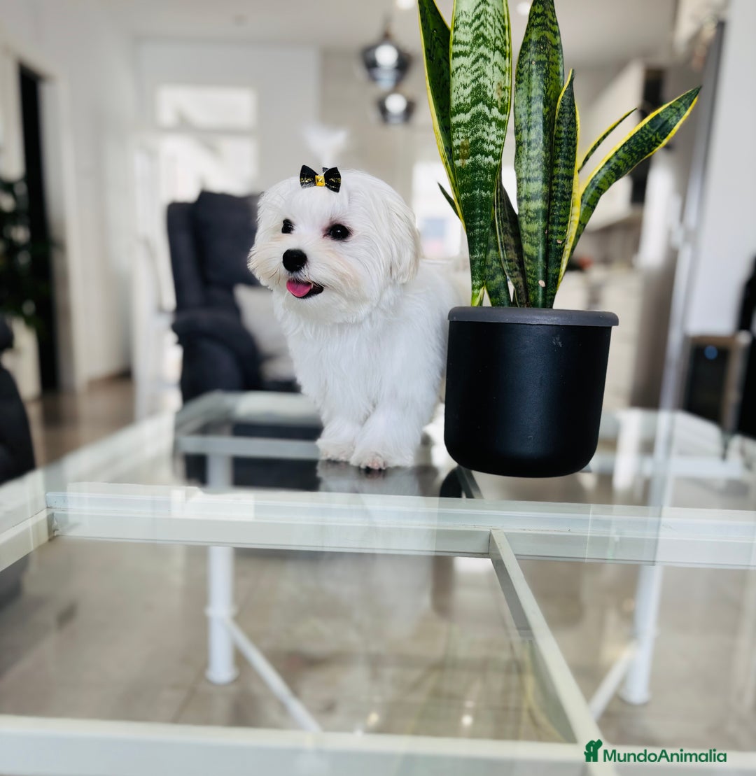 Bichón Maltés perros en venta: Bichon maltes macho tamaño pequeño - Imagen 6