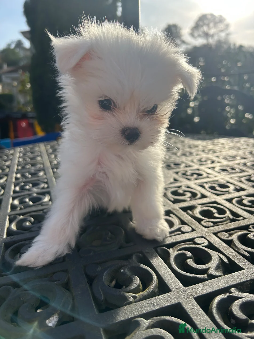 Bichón Maltés perros en venta: Bichón Maltés Mini  - Anuncio 7