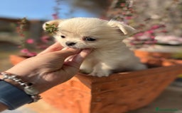 Chihuahua perros en venta: Chihuahua pelo largo !!! - Anuncio 1