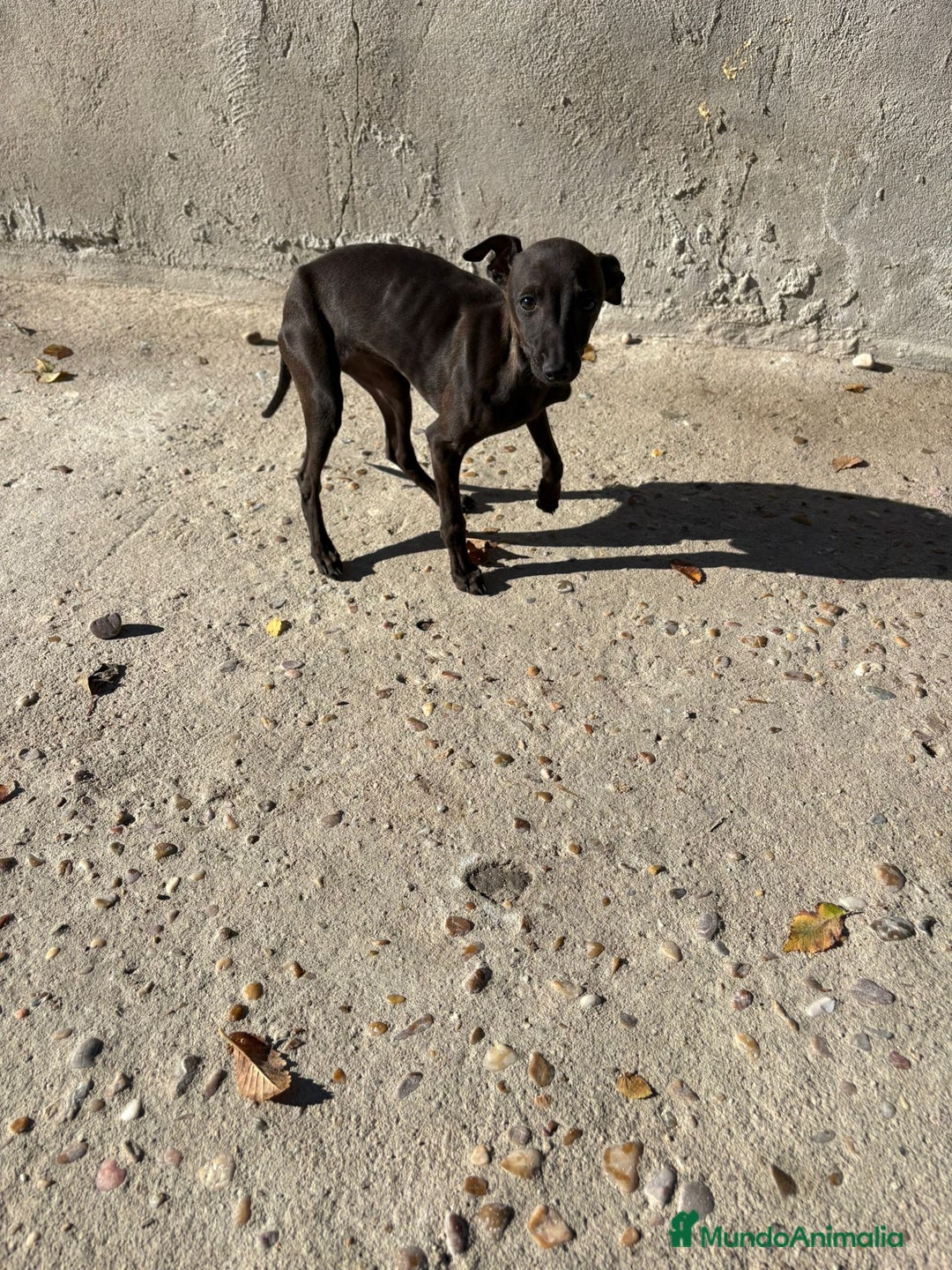 Pequeño Lebrel Italiano perros en venta: Pequeño lebrel italiano piccolo - Anuncio 18