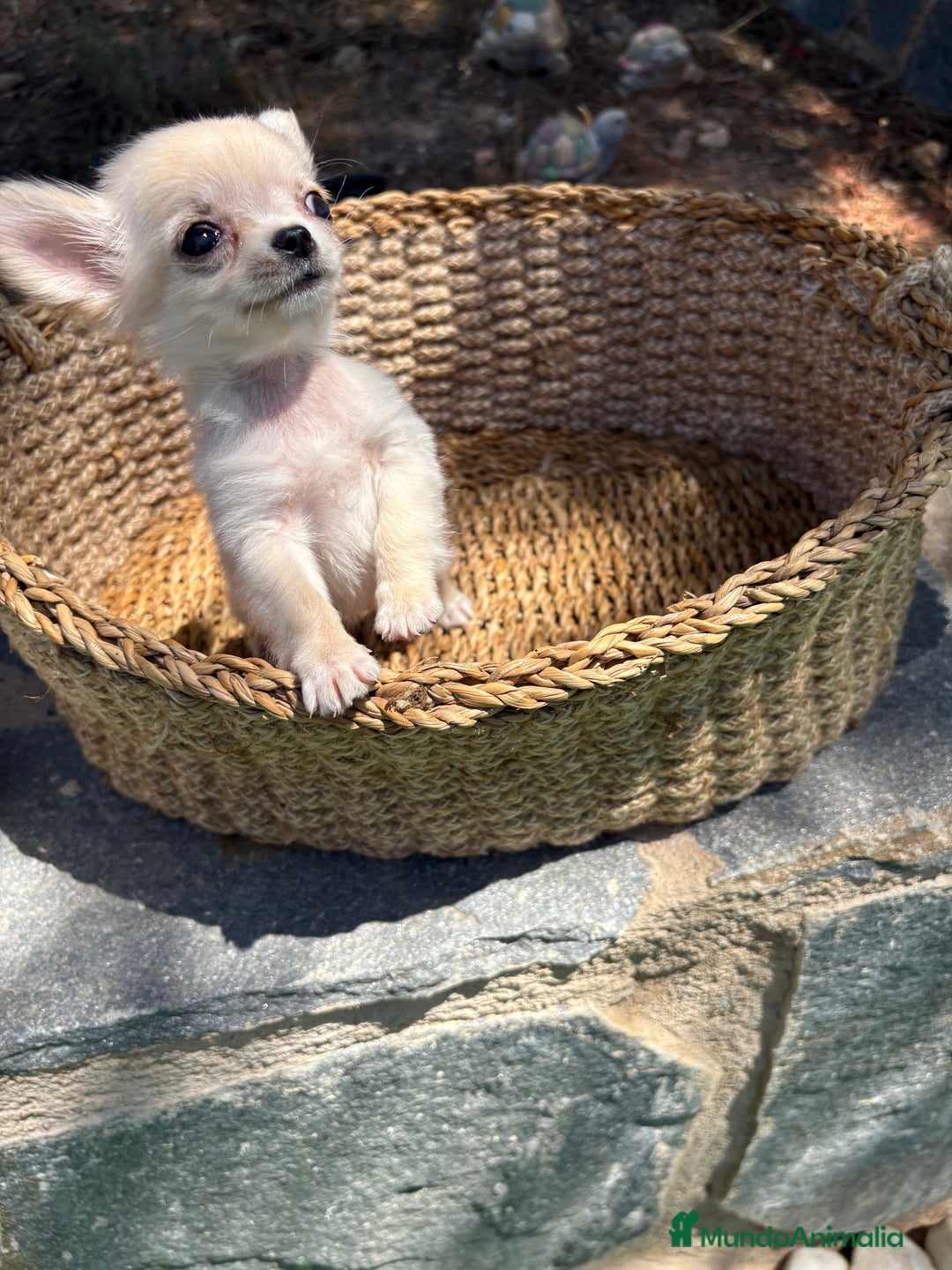 Chihuahua perros en venta: Chihuahua micro toy hembra  - Imagen 6