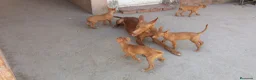 Podenco Canario perros en venta: Podencos Canarios de Valle Viejas  - Anuncio 5