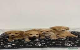 Maltipoo perros en venta: Cachorros de maltipoo disponibles  - Imagen 1