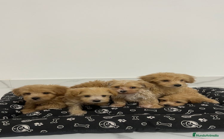 Maltipoo perros - Anuncio 1