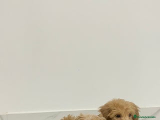 Maltipoo perros - Anuncio 1