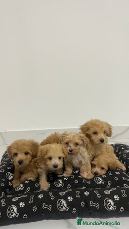 Maltipoo perros - Anuncio 2