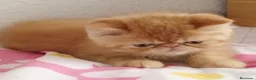 Persa gatos en venta: Persa Exótico  - Anuncio 3