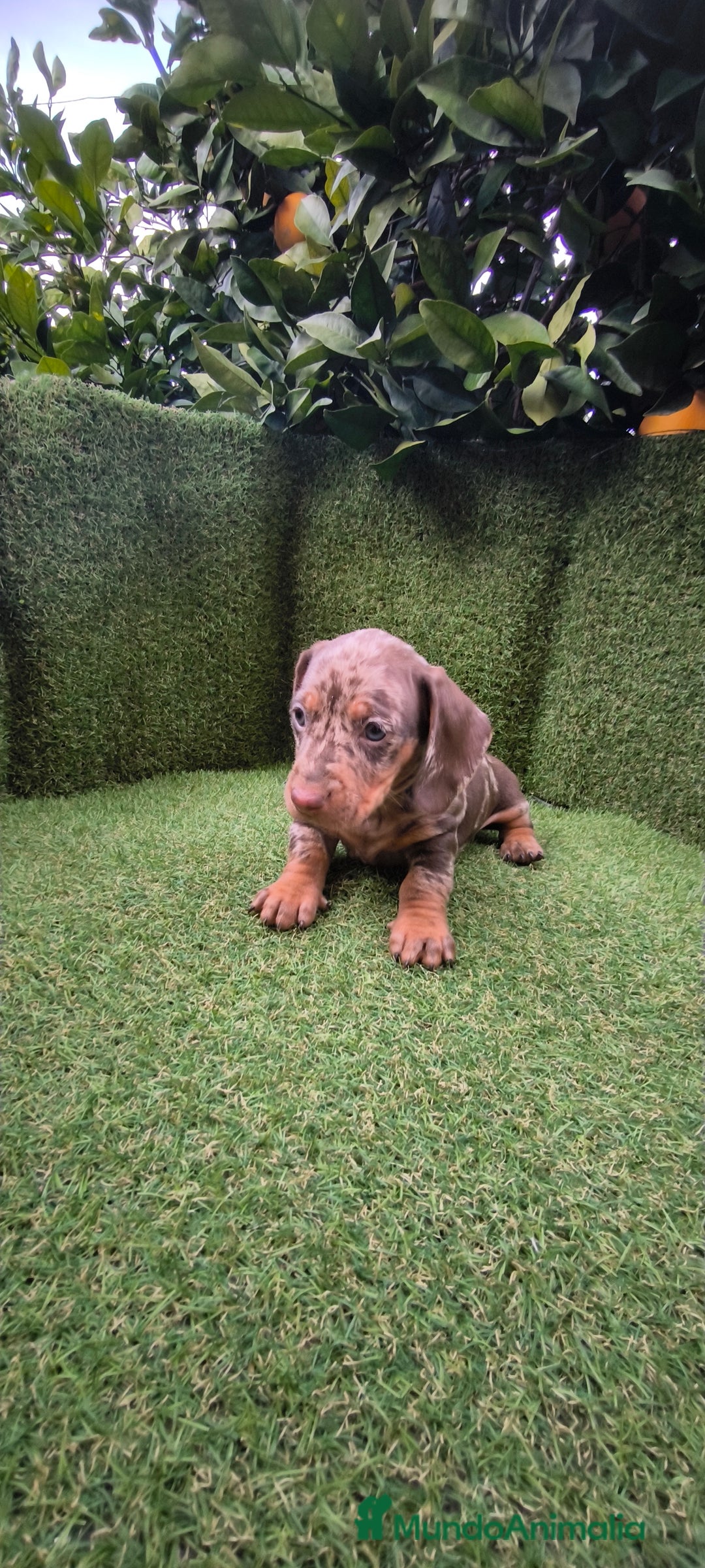 Teckel Miniatura perros en venta: camada teckel arlequín y todos los colores  - Anuncio 4