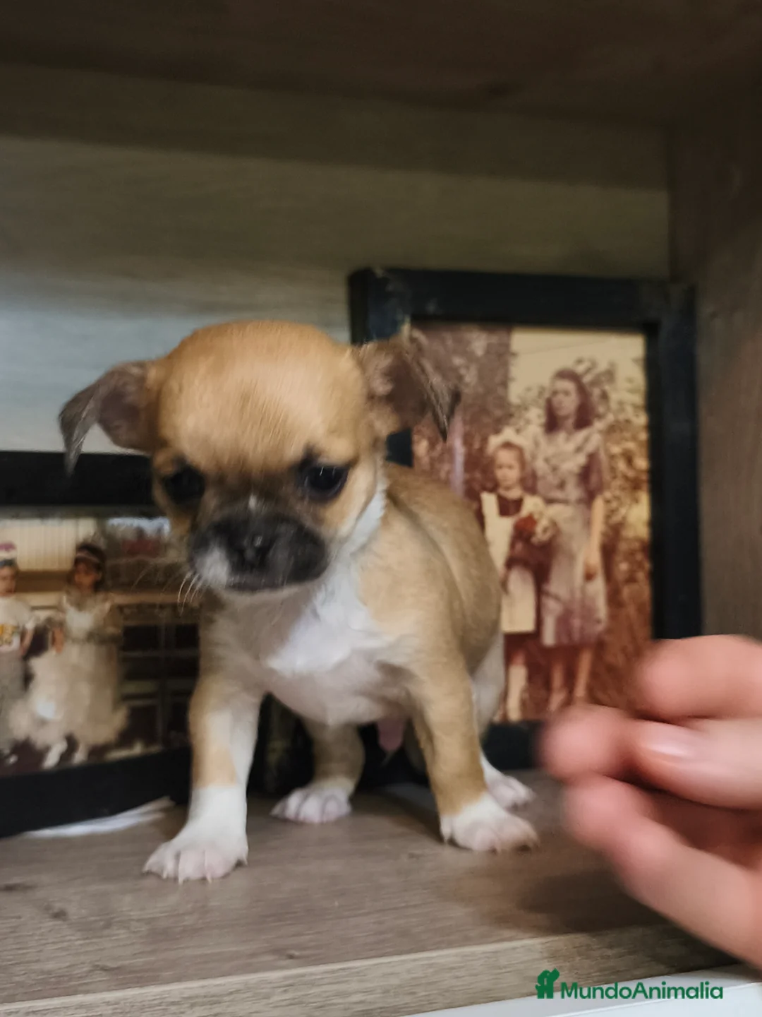 Chihuahua perros en venta: Línea rusa  - Anuncio 5