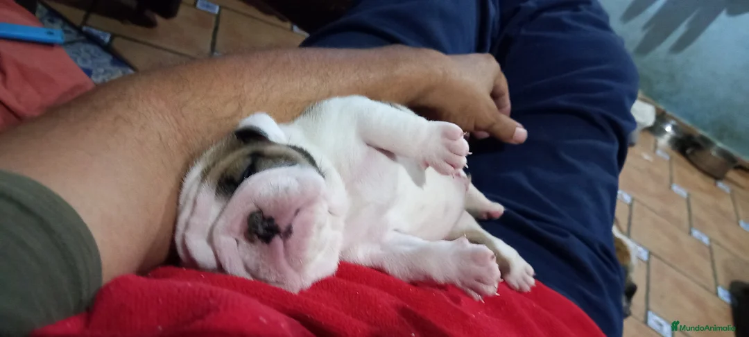 Imagen de galería {{count}}