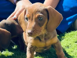 Teckel Miniatura perros Último cachorrito teckel miniatura - Anuncio 2