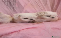 Bichón Maltés perros en venta: Bichón maltes coreano Macho y Hembra  - Imagen 11