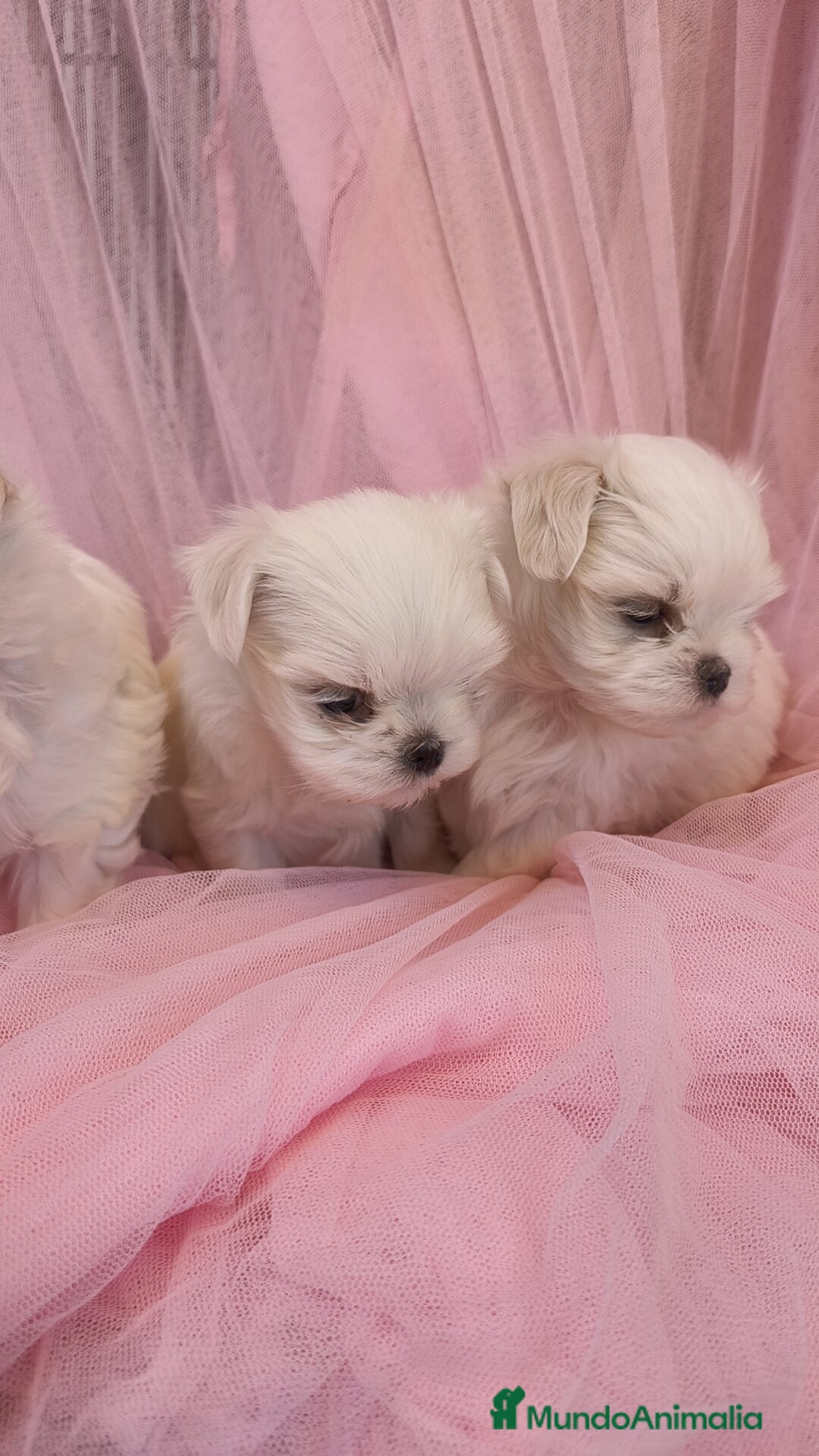 Bichón Maltés perros en venta: Bichón maltes coreano Macho y Hembra  - Imagen 11