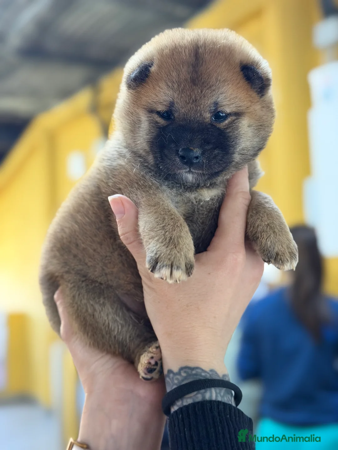 Shiba Inu perros en venta: Shiba Inu macho  - Anuncio 2