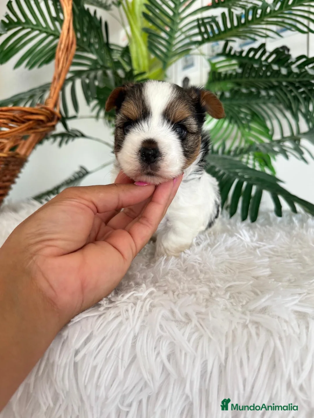 Yorkshire Terrier perros en venta: YORKSHIRE BIEWER HEMBRA - Anuncio 2