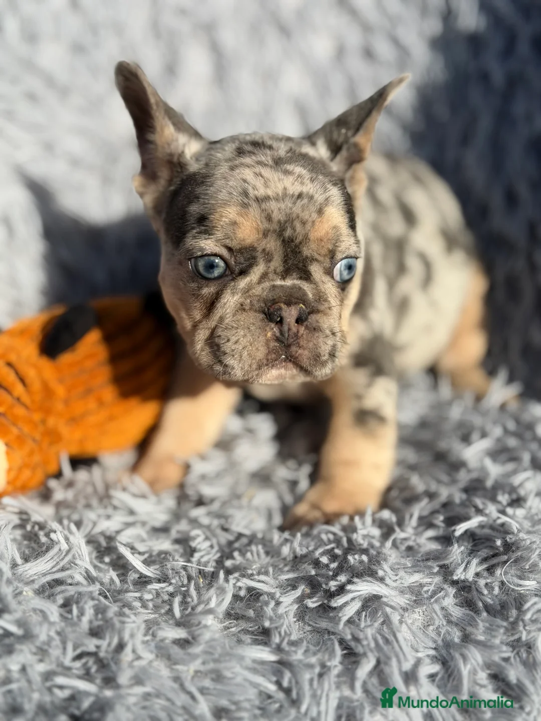 Bulldog Francés perros en venta: Bulldog Merle exótica  - Anuncio 9