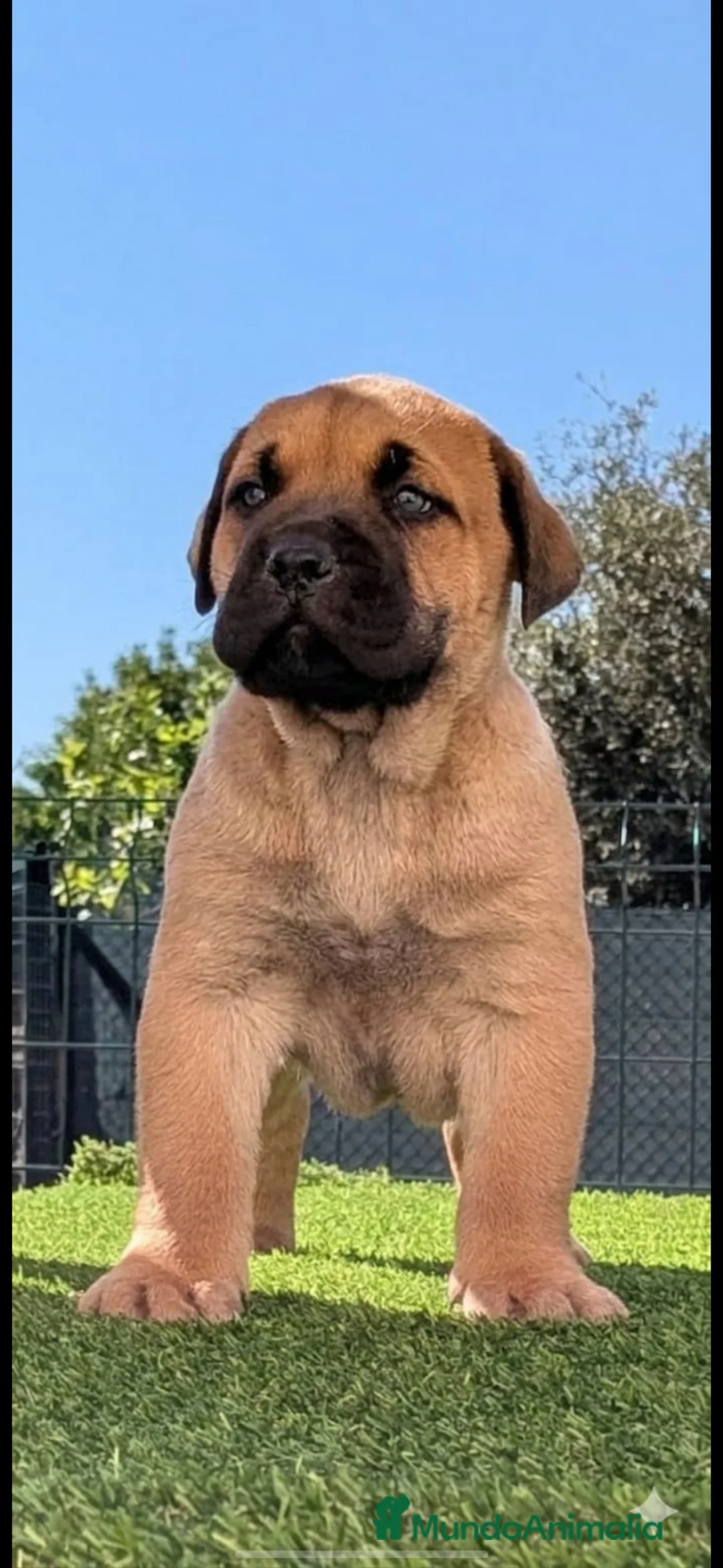 Presa Canario perros en venta: Presas canario - Anuncio 1