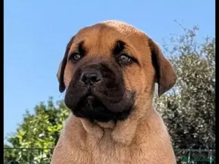 Presa Canario perros Presas canario - Anuncio 1