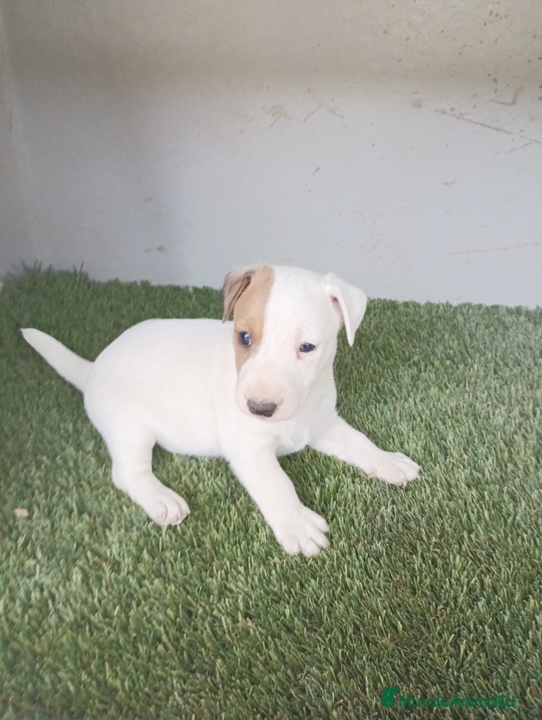 Jack Russell Terrier perros en venta: Jack Russell Macho disponible  - Imagen 2
