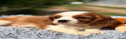 Cavalier King Charles Spaniel perros en venta: Cavalier Blenheim Macho  - Anuncio 4