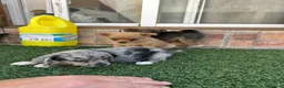 Pomchi perros en venta: Cruzaditos de chihuahua y pomerania  - Anuncio 15
