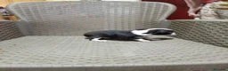Chihuahua perros en venta: Chihuahua toy - Anuncio 4