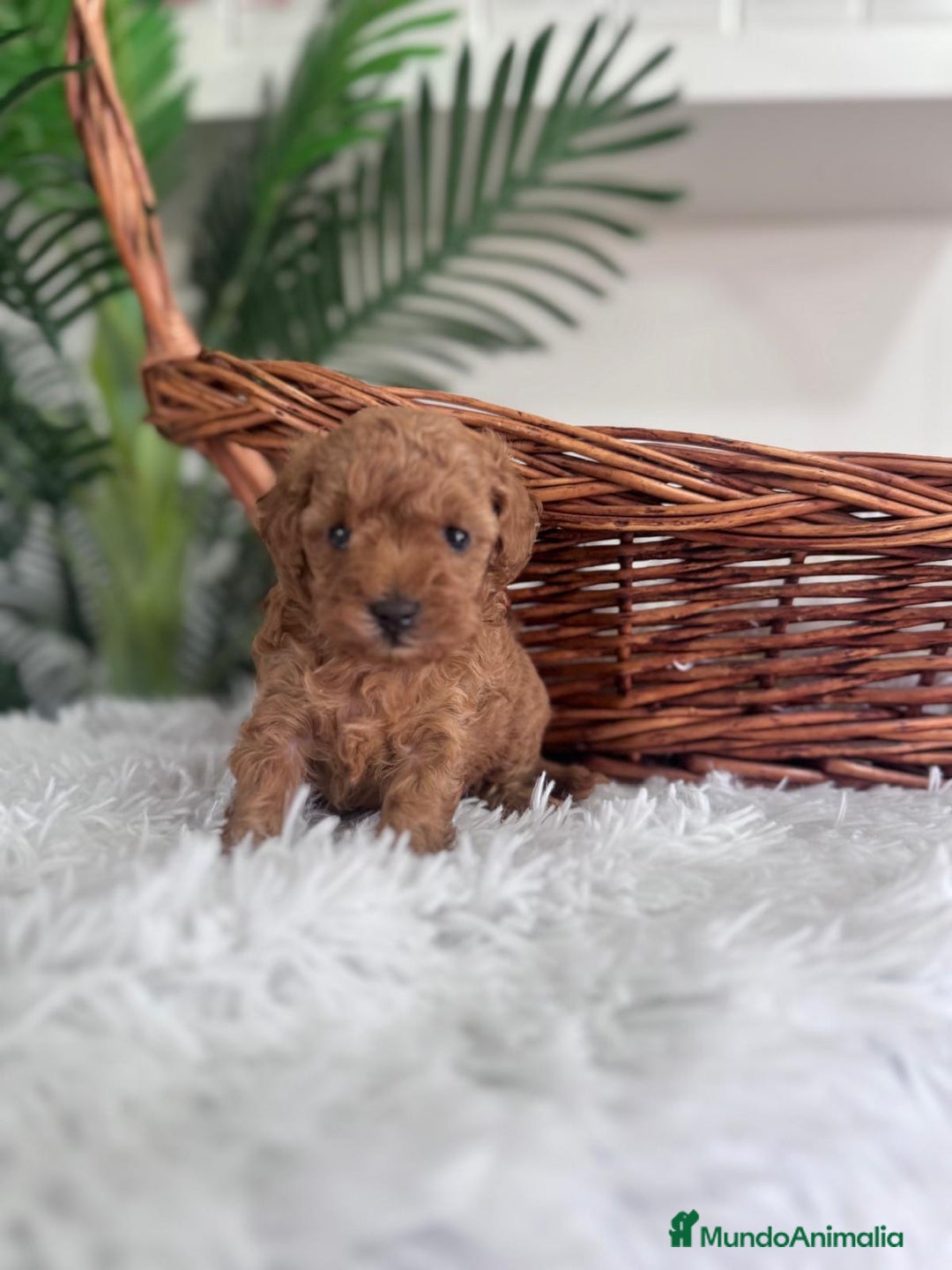 Caniche Toy perros en venta: CANICHE TOY MACHO - Imagen 5