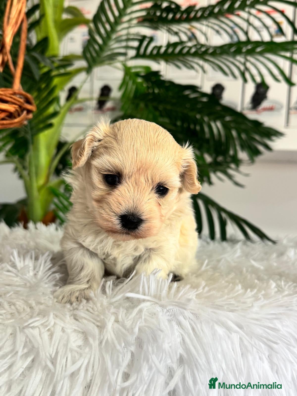 Maltipoo perros en venta: MALTIPOO HEMBRA - Anuncio 11